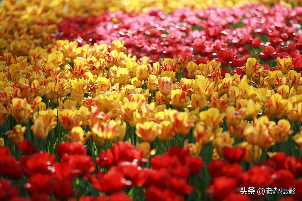 郁金香花唯美,和郁金香一样浪漫的花