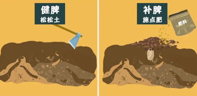 脾胃不好先疏肝理气还是先健脾,脾胃不好先补气还是先补血