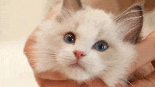 最受欢迎的猫咪十大排名,盘点目前五种最受欢迎的猫咪