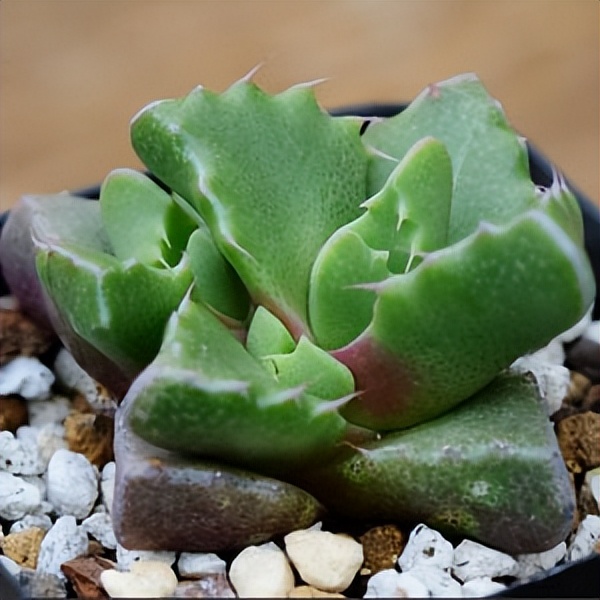 102个大类近500个多肉植物图片，都极其美丽，建议在家中也养一盆