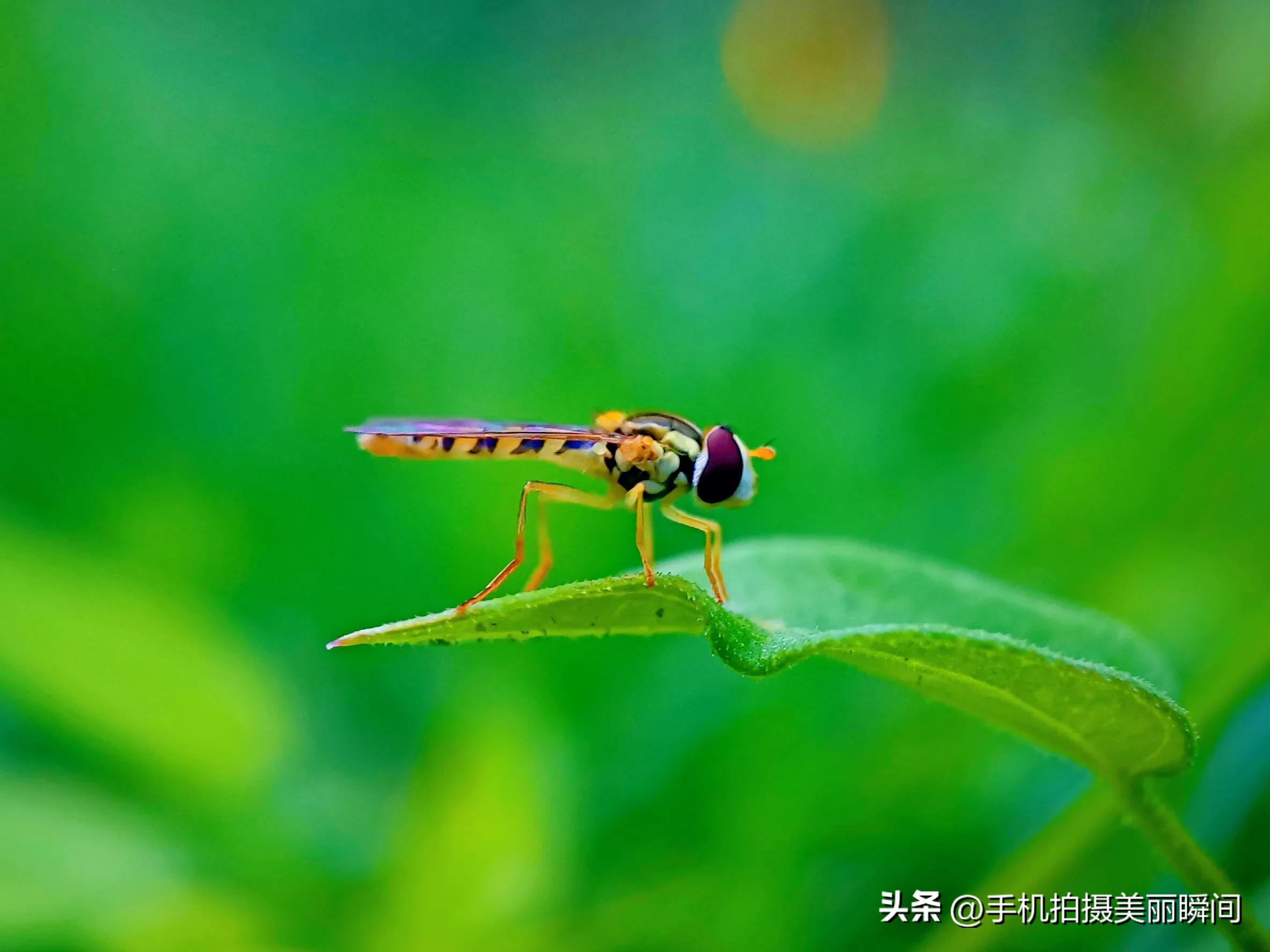 什么手机拍摄视频效果好,手机怎么拍摄视频更好看
