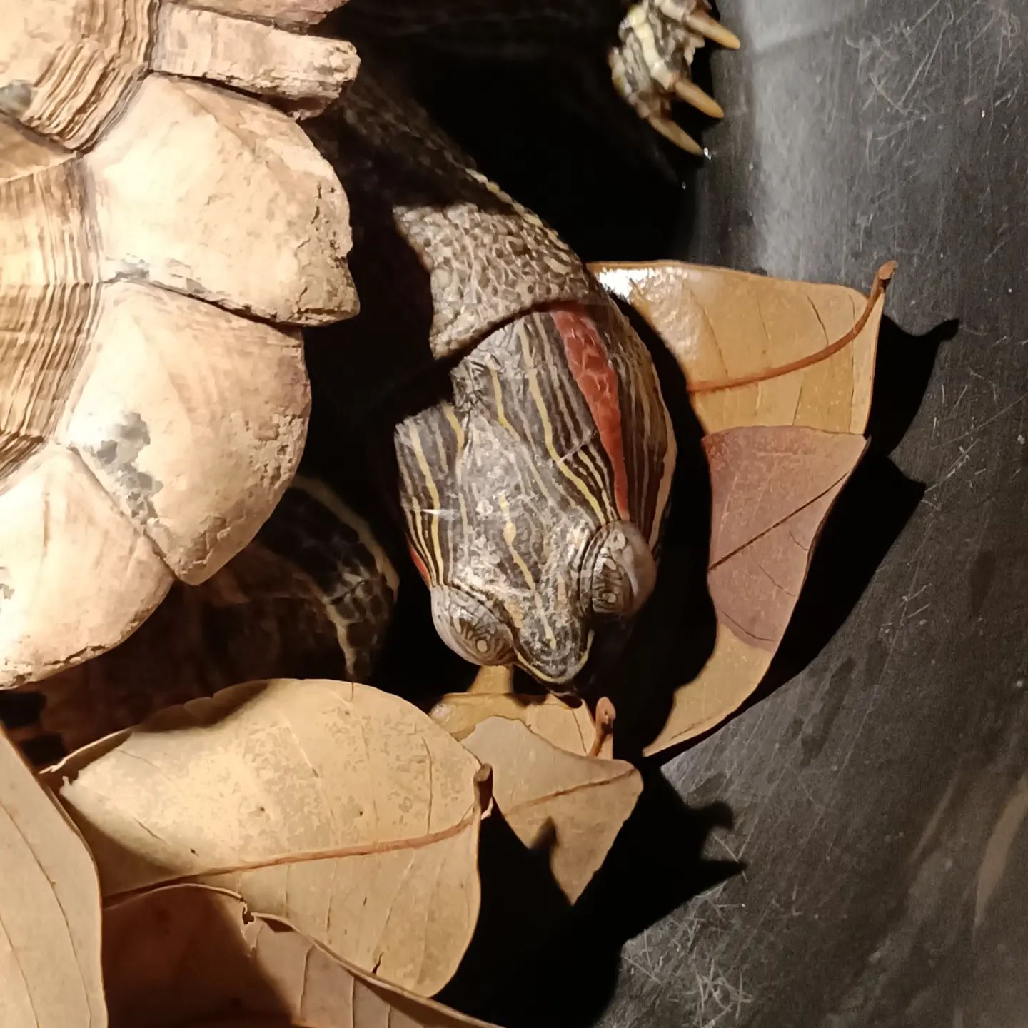 巴西龟冬天不缩壳不吃东西咋办,巴西龟冬天不吃东西是为什么