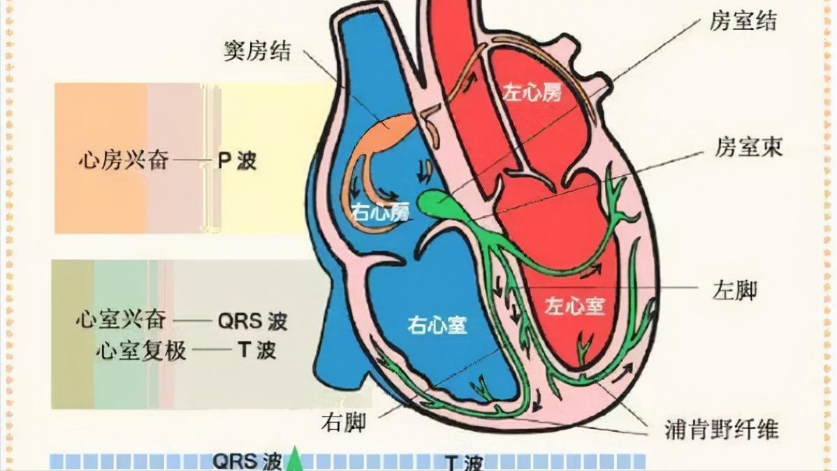 1岁小孩心跳快是什么原因,儿童室上速心率过速怎么治疗