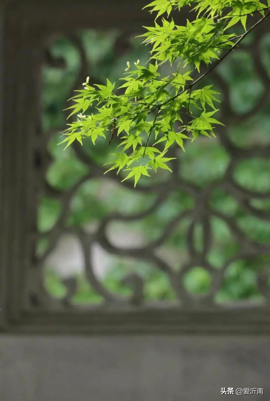100句绝美春日诗词温柔又浪漫,微雨过小荷翻榴花开欲然