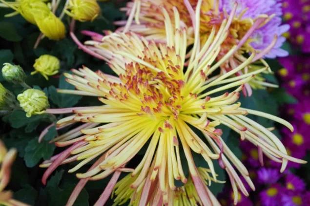 不是花中偏爱菊菊花开尽更无花,不是花中偏爱菊只是花开尽更无花