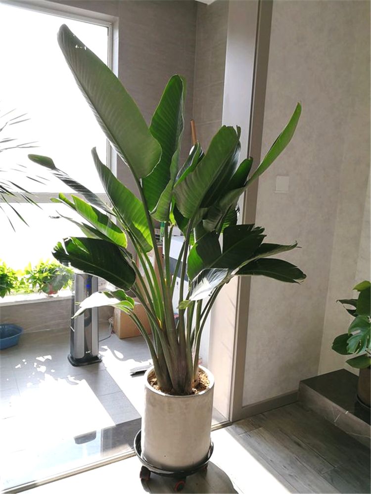 十种最吉利的镇宅绿植盆栽,阳台旺宅的大盆栽花