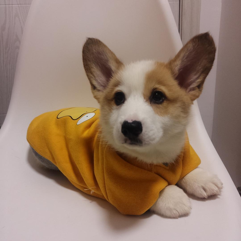 柯基犬吃什么补充营养,柯基犬吃什么食物补最好