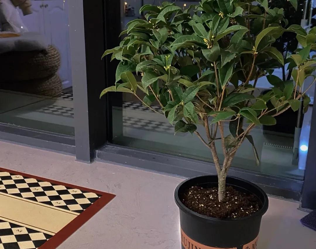 一年四季开花好养的植物吸甲醛,吸甲醛净化空气的花草