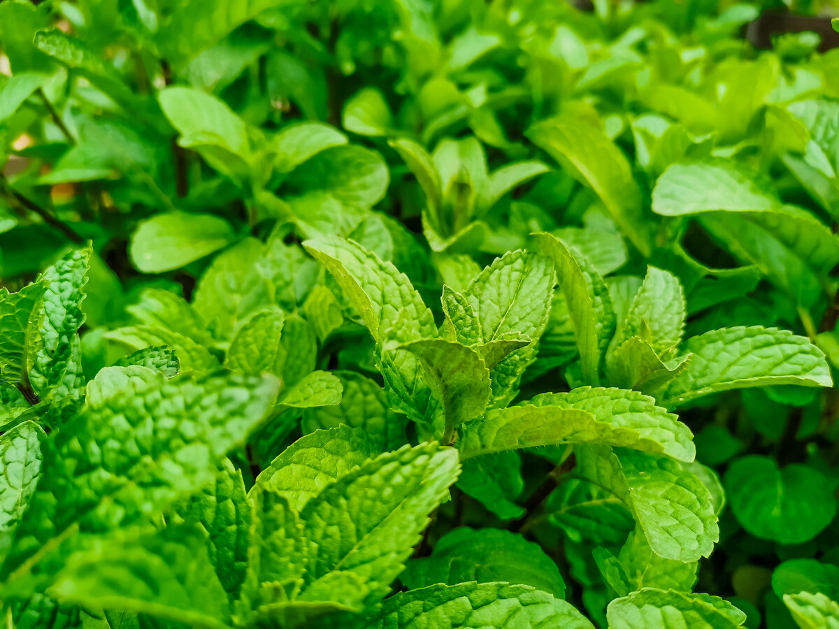 农村常见的薄荷是哪种,薄荷多少钱一株
