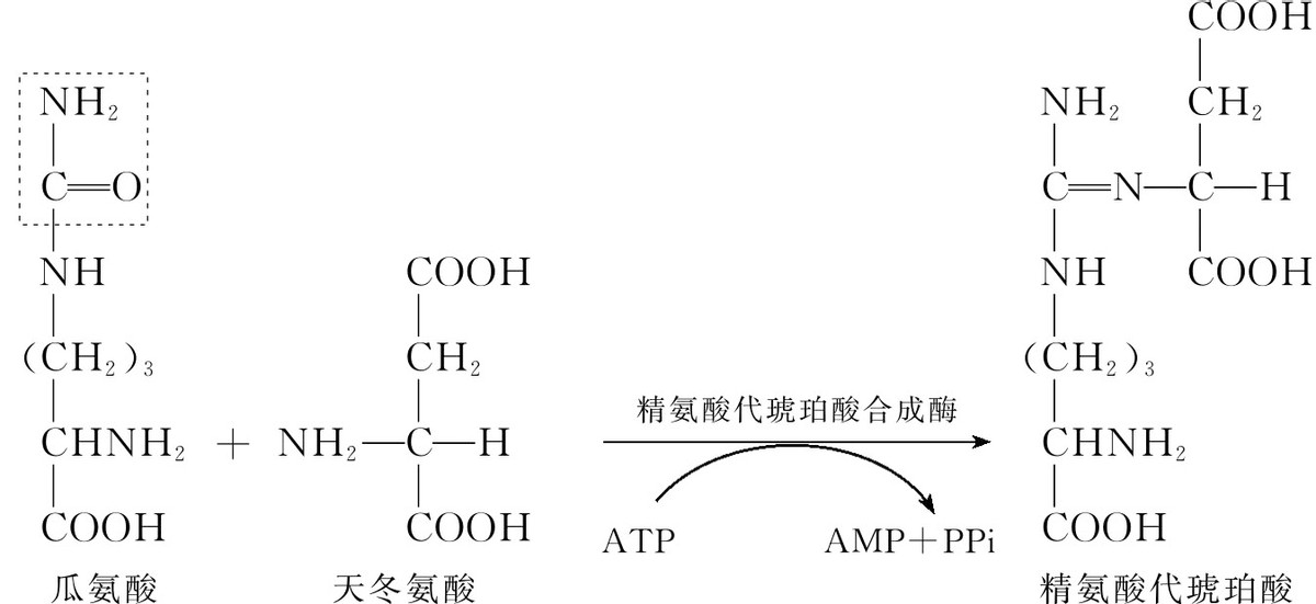 精氨酸和氨基酸有什么区别,碱性氨基酸由什么组成