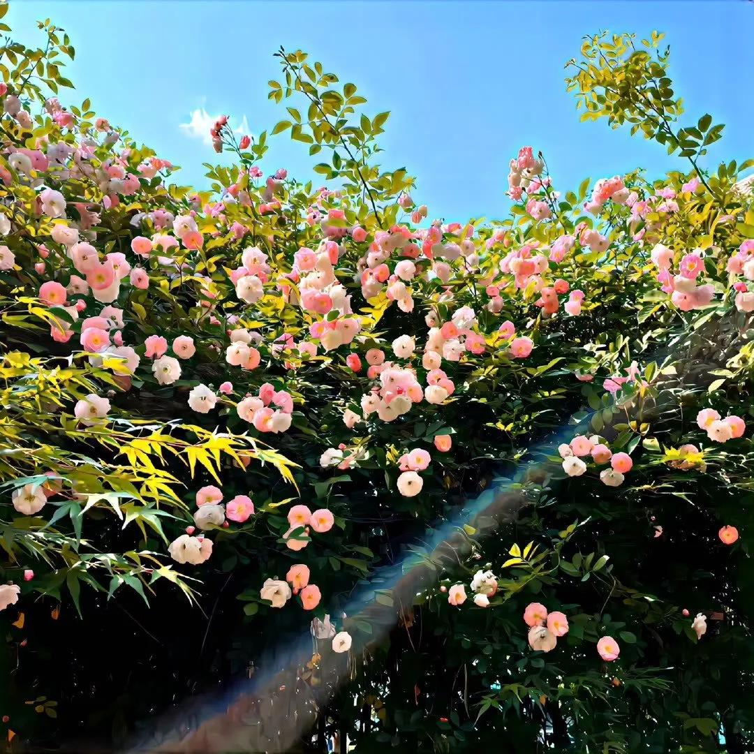 清新花朵朋友圈背景图,清新唯美干净背景图片