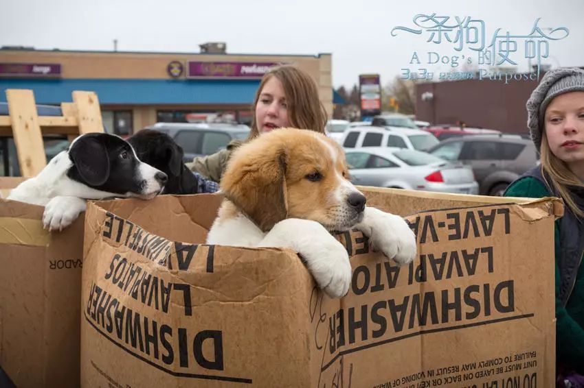 聪明的贝利，表明了动物与人之间的羁绊，表明动物也是有生命的