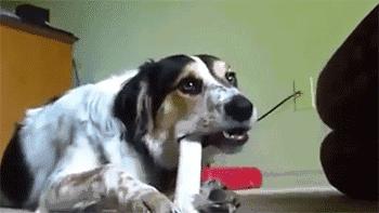 狗狗天天吃骨头有危害吗,狗狗天天吃鸡胸肉会有危害吗