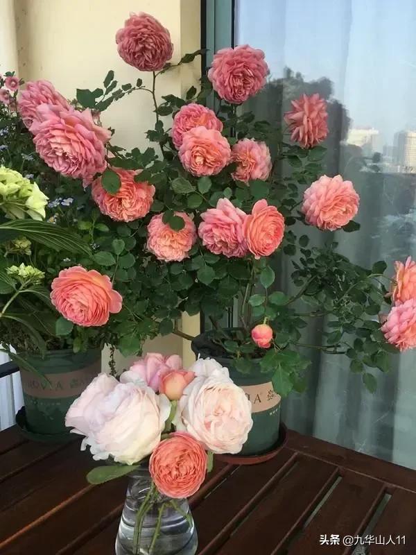 大花浓香勤花的月季品种,大花月季品种介绍大全图片及价格