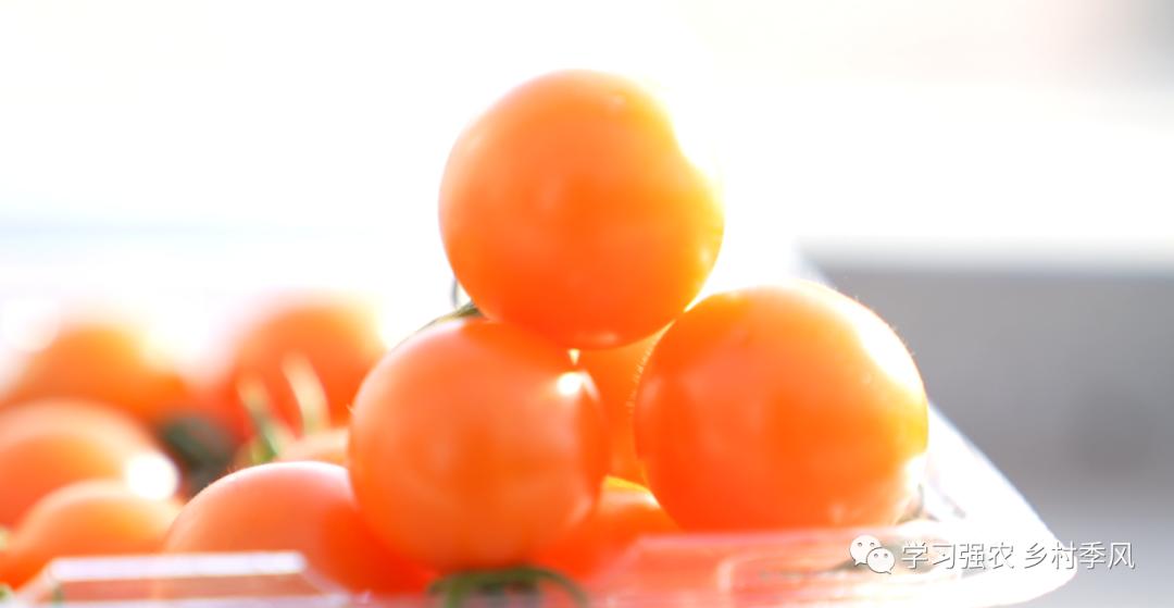 比西瓜甜的小番茄,比西瓜还甜的甜心