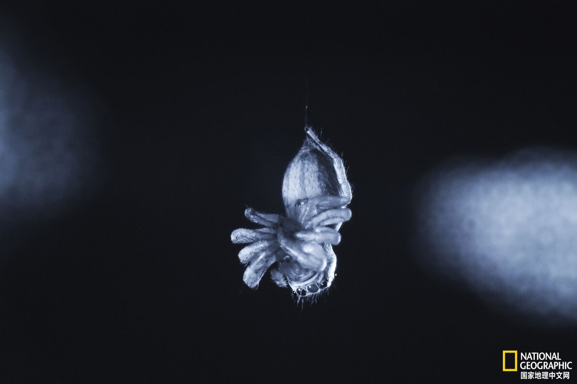 原来蜘蛛会蜕壳,原来蜘蛛也有眼睛