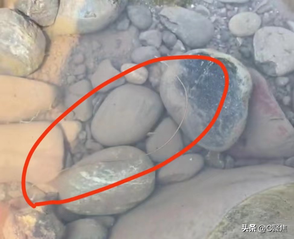 四川惊现入侵物种致命寄生龙线虫,四川发现的是龙线虫吗