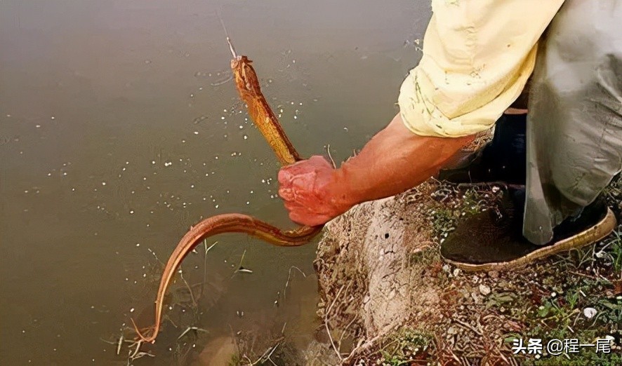怎样找鳝鱼的洞穴,钓鳝鱼技巧小视频