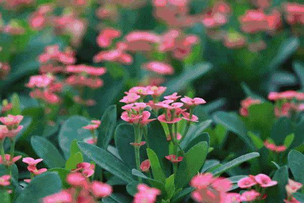 佛山去江门旅游景点推荐,佛山去江门旅游攻略