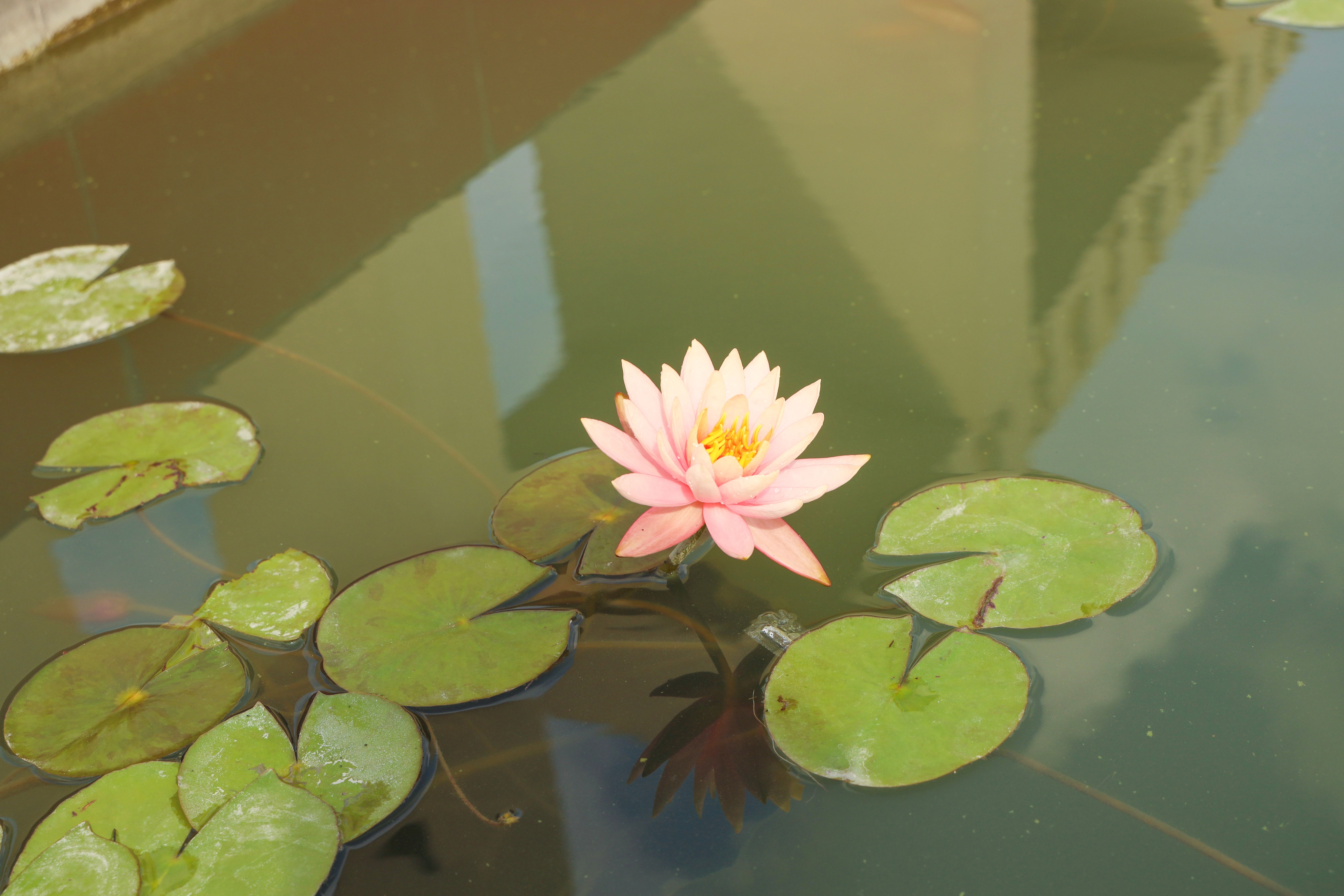 鎵樻櫘鑹烘湳浣滃搧,澶忓鐨勭潯鑾插紑鐨勭編缇庣殑