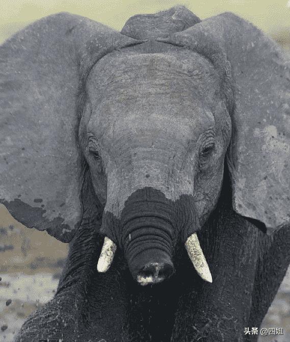 日军日记：*安妇慰**不服从管教，我很愤怒，用*刀刺**插入她的*体下**,2