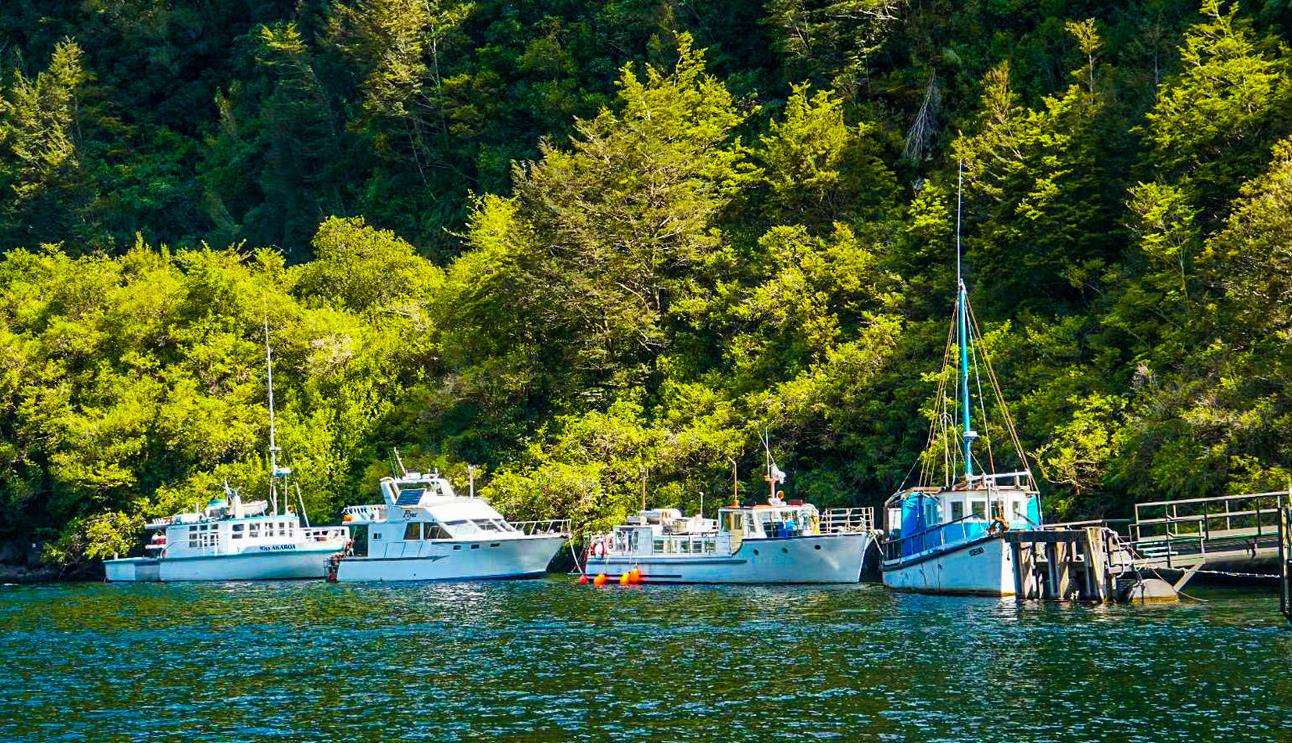 “新西兰”现状:带你看看一个真实的新西兰