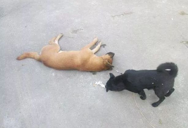 狗狗被下药后拼命跑回家后续,狗被狗贩子偷了事件