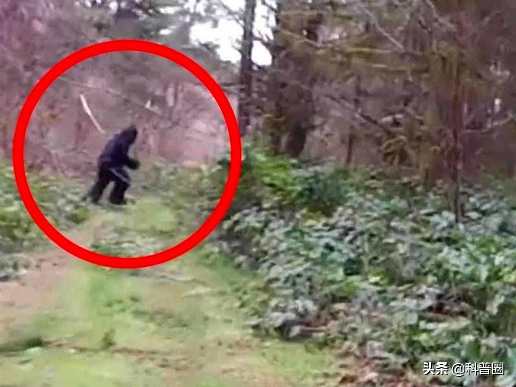 神农架深处被列为禁区的现象,神农架深处为何被列为禁区进不去