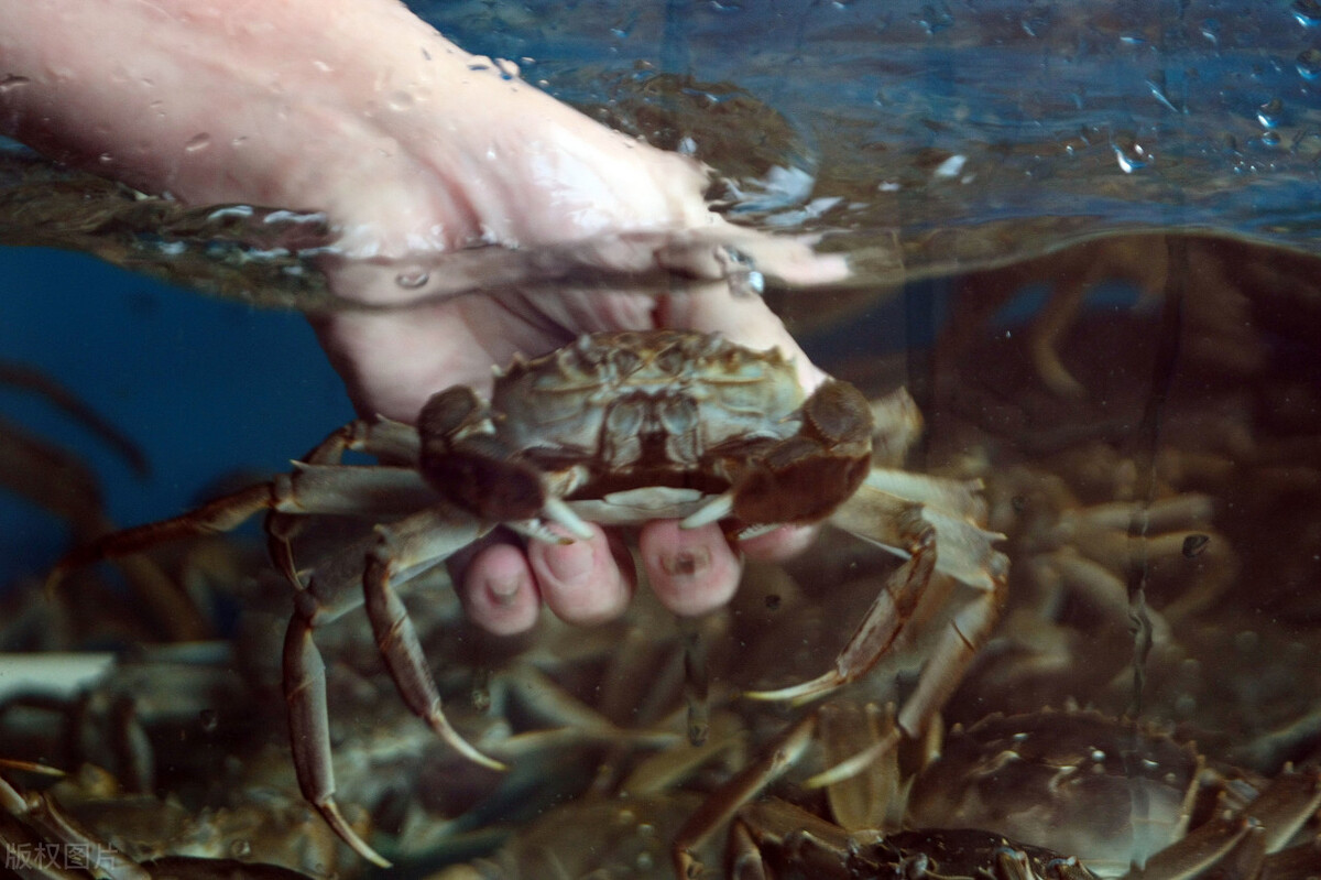 商家急了！洗澡蟹、纸螃蟹，吃货们不再买单，大闸蟹还有啥新花样