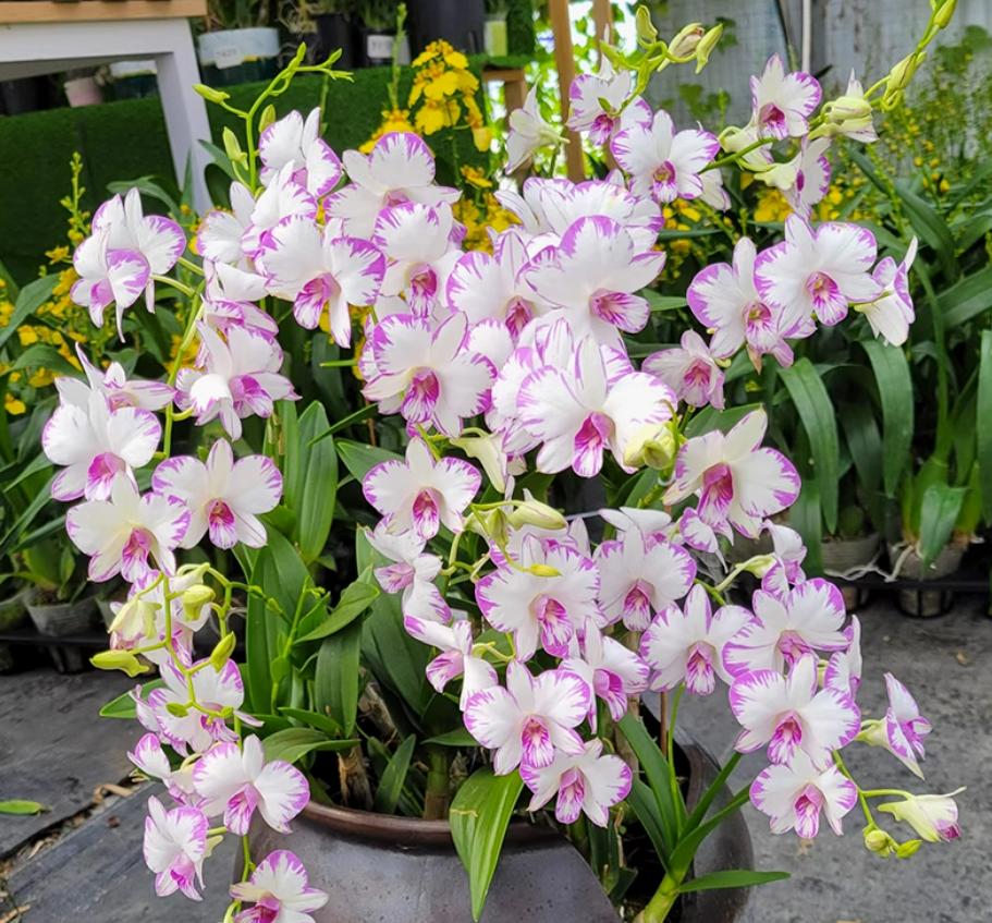 李小姐家的北阳台，一年到头美如画，只因她种了9种喜阴花，喜欢