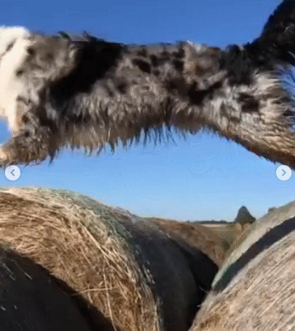 边牧和澳牧的混血狗狗,漂亮狗狗澳牧