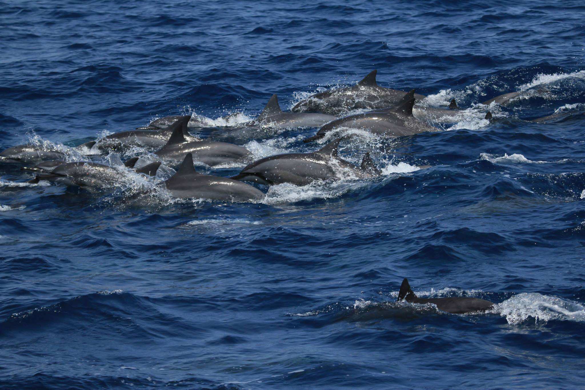 海豚繁殖能力如何,海豚怎样进行繁衍