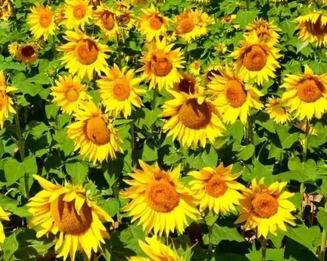 盘点各种花的花语还不快收藏起来,不常见的花的花语