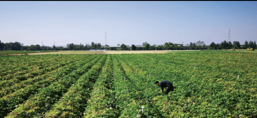 快乐茶饮和快乐番薯,快乐番薯茶饮怎么样