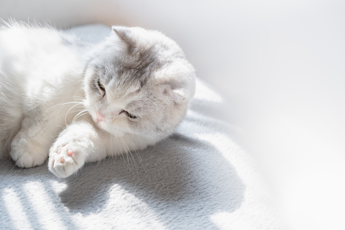 猫咪像喉咙卡住一样咔咔咔的,猫咪吃东西被卡在喉咙怎么处理