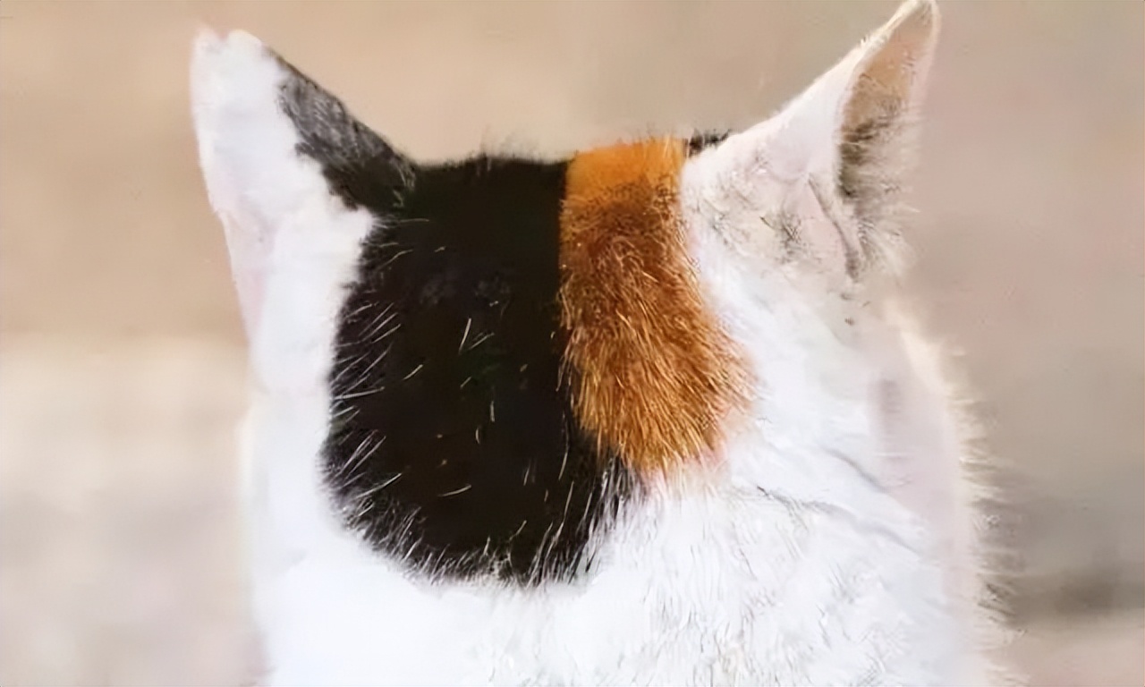 古代猫咪的名字都叫什么,猫咪在古代的名字有哪些