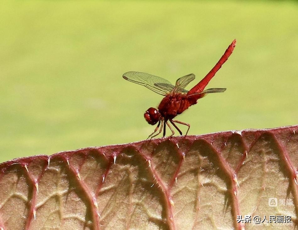西双版纳中科院热带植物园王莲,在国家植物园畅游自然和古韵
