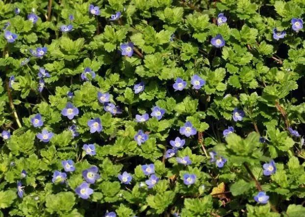 婆婆纳和水毛茛,婆婆纳相关诗句草色遥看近却无