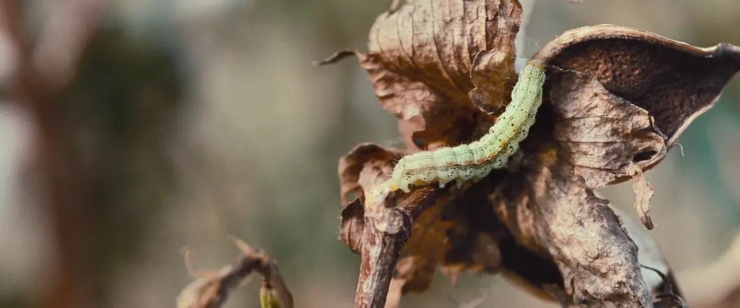 刻印在身体的*行暴**，《为奴十二载》营造一个历史与现实交织的空间