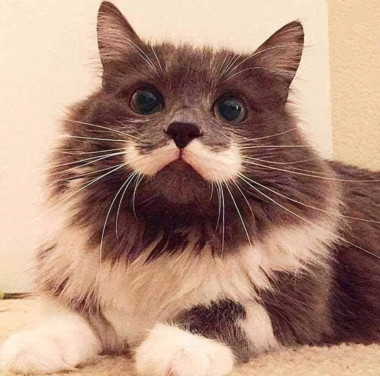 为什么猫有胡须,猫有几根胡须的作用是什么