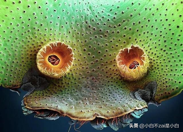 显微镜观察昆虫脸视频,昆虫在显微镜下的真正面目