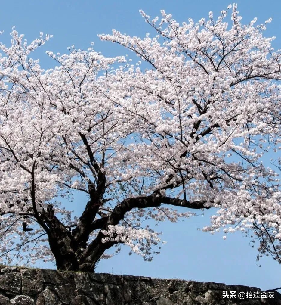 南京鸡鸣寺樱花盛开的时候,鸡鸣寺看樱花要门票吗