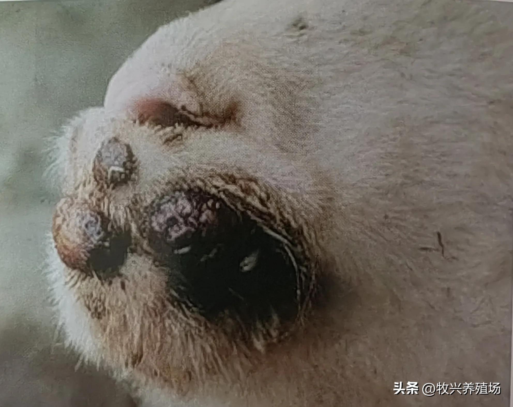 羊传染性脓疱病,羊传染性脓疱病流行特点是什么