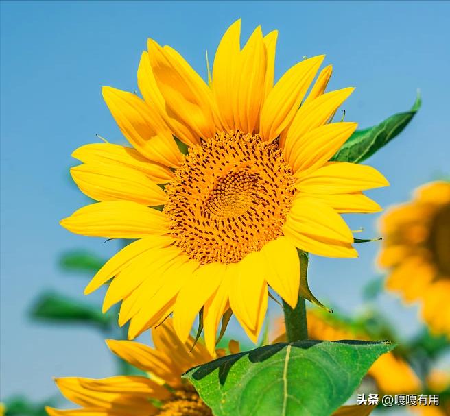 送母亲送什么花合适康乃馨,除了康乃馨送妈妈什么花最好