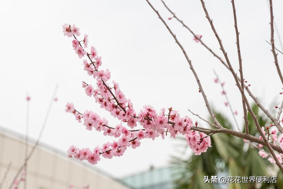青浦城区和青浦新城板块有啥区别,上海五大新城青浦前景最好