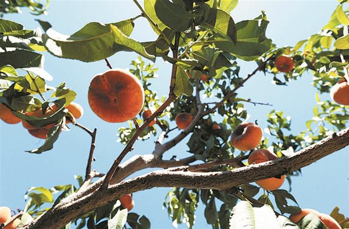 全国各地地理性标志农产品,中国十大地理标志性农产品