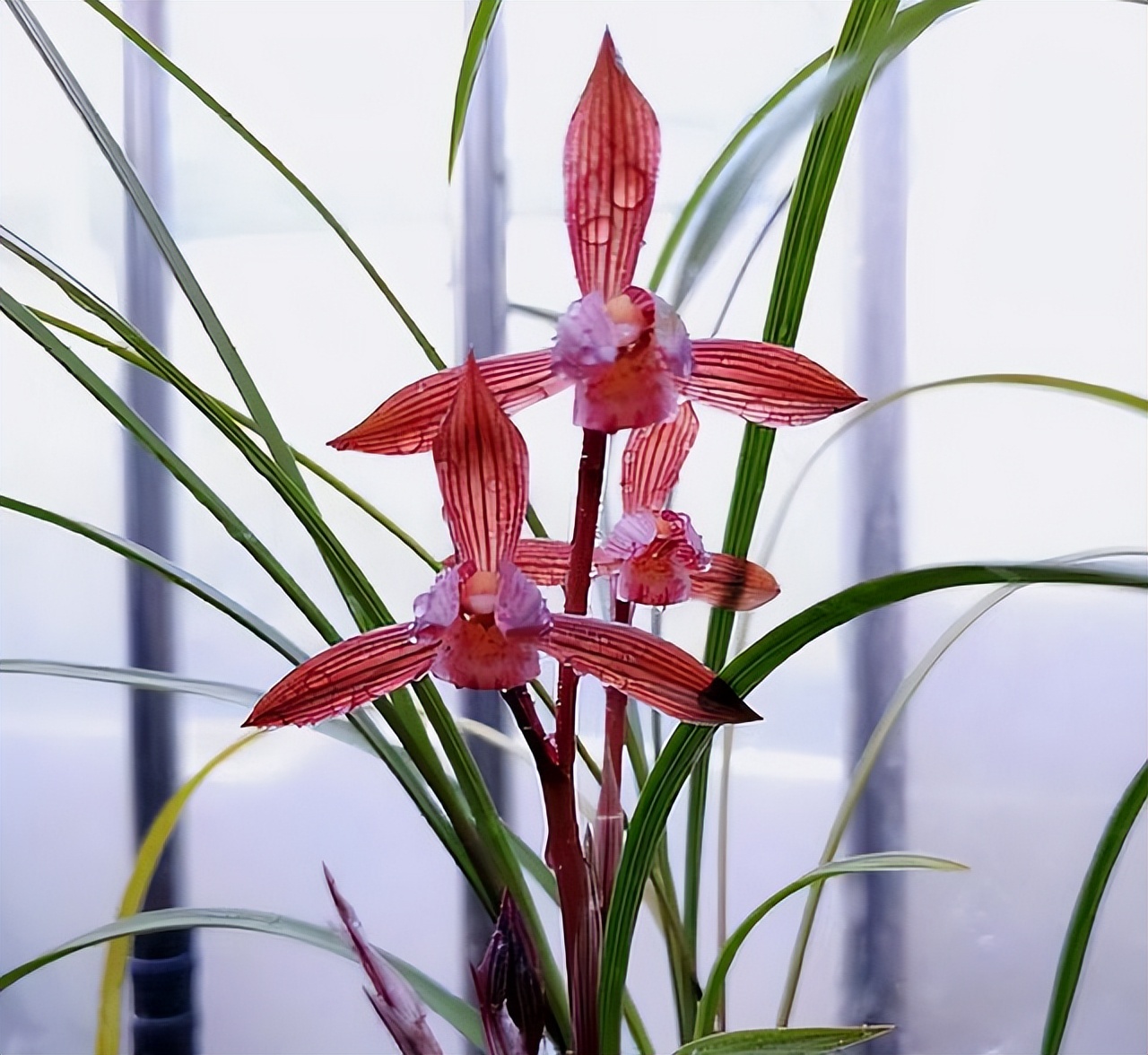 这才是中国名贵兰花,比较名贵的兰花