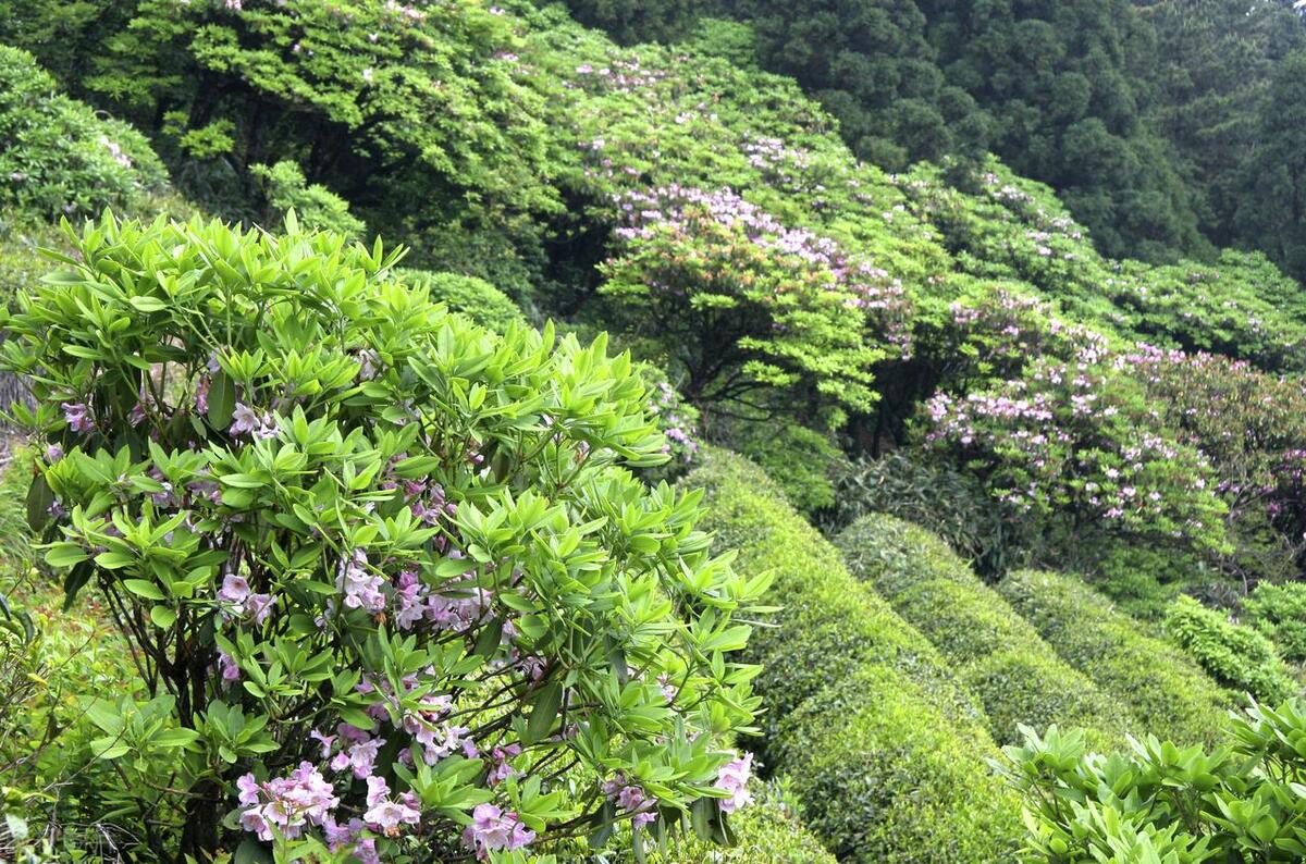 浙江省内赏花,浙江三月赏花