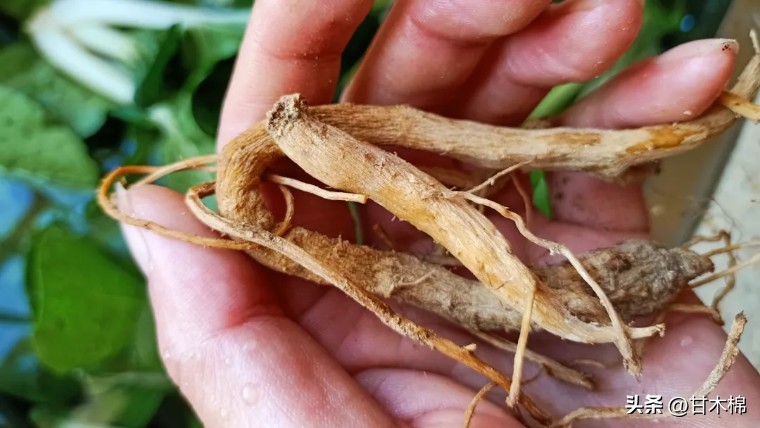 这种野果很清甜，它的根茎还是上好的煲汤辅料，可惜很多人不认识