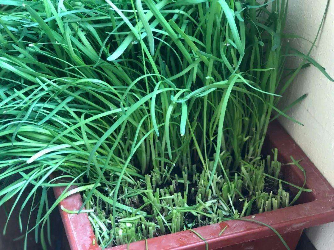 不建议在阳台种的8种菜,阳台种菜推荐种什么